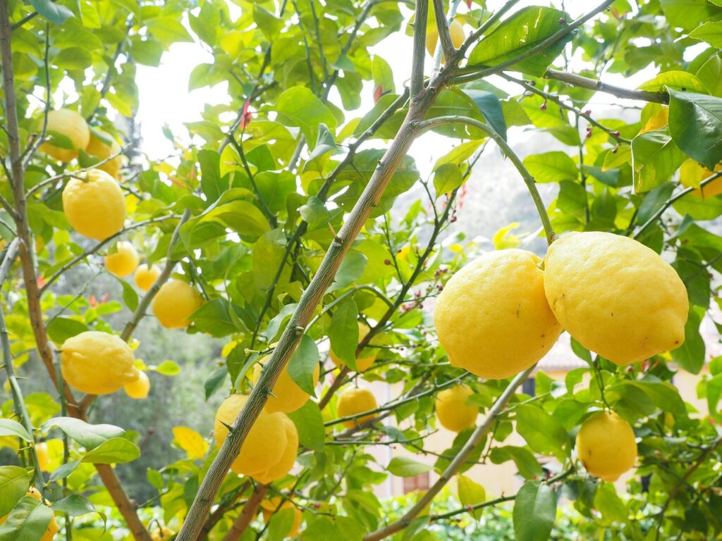 Scopri i 3 segreti dello chef per una perfetta ricetta del limoncello